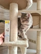 Мультивітамінна паста для зміцнення імунітету у кошенят GimCat Kitten Paste, 50 гр - зображення 5