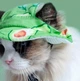 Панама для собак и кошек "AVOKADO" Green Size M - изображение 2