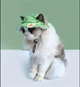 Панама для собак и кошек "AVOKADO" Green Size M - изображение 4