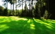 Насіння газонної трави Тіньовитривала 4 кг GreenHome - зображення 2