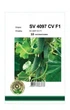 Огірок SV 4097 CV F1 – 10 насінин А (Seminis). - зображення 2