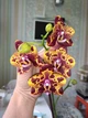 Орхидея (нецветущий подросток) TopDreams Phal N1202 / 9975 Green World 'Saneskin', квіти воскові 8 см, 1.7 (мох) - изображение 3