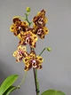 Орхидея (нецветущий подросток) TopDreams Phal N1202 / 9975 Green World 'Saneskin', квіти воскові 8 см, 1.7 (мох) - изображение 5