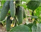 Семена огурцов Кураж F1 10 шт. самоопыляемый Breeding Seeds - изображение 2