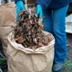 Біорозкладні пакети для сміття Eco Living, 240 л - зображення 2