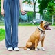 Поводок-рулетка для собак WAUDOG R-leash с контейнером для пакетов светоотражающая лента L до 40 кг 5 м Blue (26292) - изображение 7