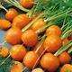 Семена Морковь Парижский маркет, 1 г (GL Seeds) - изображение 2