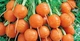 Семена Морковь Парижский маркет, 1 г (GL Seeds) - изображение 3