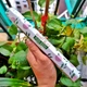 Аромапалички ягоди Stamford 12 штук рослинні веганські з колекції Plant Based аромат Berry blitz - изображение 2