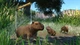 Дополнение Planet Zoo: Wetlands Animal Pack для ПК (Ключ активации Steam) - изображение 2