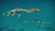 Дополнение Jurassic World Evolution 2: Late Cretaceous Pack для ПК (Ключ активации Steam) - изображение 2