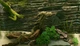 Гра Biotope для ПК (Ключ активації Steam) - изображение 3