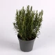 Розмарин (Rosmarinus officinalis bush), горщик ⌀14 - изображение 1