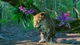 Доповнення Planet Zoo: South America Pack для ПК (Ключ активації Steam) - зображення 3
