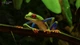 Доповнення Planet Zoo: South America Pack для ПК (Ключ активації Steam) - зображення 4
