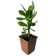 Суккулент Крассула Овата (Crassula Ovata), контейнер 9х9х10см (s019m) - изображение 2