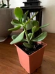 Суккулент Крассула Овата (Crassula Ovata), контейнер 9х9х10см (s019m) - изображение 3