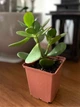 Суккулент Крассула Овата (Crassula Ovata), контейнер 9х9х10см (s019m) - изображение 6