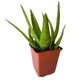 Суккулент Алоэ Вера (Aloe Vera), контейнер 7*7*8 см (s071s) - изображение 3