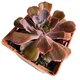 Суккулент Эхеверия Рэд Принц (Echeveria Red Prince), контейнер 7*7*8 см (s069s) - изображение 2