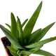 Суккулент Алоэ Вера (Aloe Vera), контейнер 7*7*8 см (s071s) - изображение 4