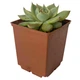 Суккулент Эхеверия чихуахуензис (Echeveria chihuahuaensis), контейнер 7*7*8 см (s079s) - изображение 1