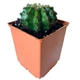 Кактус Эхинопсис трубкоцветный (Echinopsis tubiflora), контейнер 7*7*8 см (s150s) - изображение 1