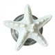 Попсокет для телефона Marine Life Starfish - зображення 1