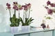 Горшик Elho brussels orchid duo 25х13,4 см прозорий (A-014709) - зображення 5