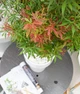 Японский клен Acer Palmatum Jerre Schwartz, высота 90-100см, объем горшка 3,5л - изображение 3