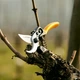 Садовый секатор Alpen Gelbhorn 150 / Альпен Гелбхорн 150 обводной - изображение 7