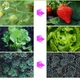 Фитолампа для растений светодиодная Plant Grow Light 8075 фитосветильник полного спектра лампа для рассады комнатных растений с таймером на прищепке Черная - изображение 8
