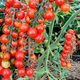 Семена Томат Форте маре F1 0,1г GL Seeds - изображение 2