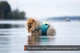 Рятувальний жилет для собак Protector life jacket Non-stop dogwear Бірюзовий 3 (17333) - зображення 2