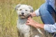 Био-ошейник блох и клещей для собак 60 см Trixie Flea & Tick Collar - изображение 4