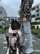 Дощовик-накидка з капюшоном для собак WAUDOG Clothes, малюнок "Леопард", розмір XL - зображення 14