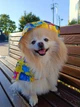 Дождевик-накидка с капюшоном для собак WAUDOG Clothes, рисунок "Мохнатые монстры"", размер M - изображение 14