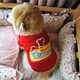 Свитшот для собак Pet Style "Когда обед?" Красный S - изображение 6