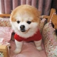 Свитшот для собак Pet Style "Когда обед?" Красный S - изображение 7