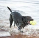 Игрушка KONG AirDog Squeaker Football регби мяч для собак малых пород S 5.1x8.3x5.1 см Желтый - изображение 3