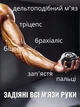 Кистевой гироскопический эспандер Gyro Ball, ручной тренажер для костей рук и запястья Черный - изображение 3