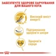 Сухий корм Royal Canin Sphynx Adult - для дорослих кішок породи Сфінкс від 12 місяців, 10 кг (2556100) - зображення 4