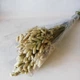 Насіння Бриза Максима, 0,25 г (GL Seeds) - зображення 5