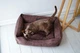 Лежак Harley and Cho Dreamer Brown Velvet L 90x60 cm Коричневий для собак (3100091) - зображення 8
