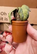 Інтерактивна іграшка RP Minis Harry Potter Screaming Mandrake Мандрагора Гаррі Поттера - зображення 2