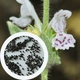 Котовник Итальянский семена 0,05 гр. (прибл. 30 шт) (Nepeta italica) многолетний кошачья мята медонос - изображение 1