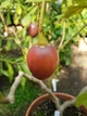 Тамарилло Томатное дерево семена (20 шт) (Solanum betaceum) цифомандра Cyphomandra помидорное дерево тамарильйо тамаморо древесный паслен - изображение 3