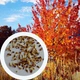 Багряник Японский семена 0,1 гр. (прибл. 150 шт) (Cercidiphyllum japonicum) церцидифиллум - изображение 1
