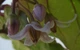 Тамарилло Томатное дерево семена (20 шт) (Solanum betaceum) цифомандра Cyphomandra помидорное дерево тамарильйо тамаморо древесный паслен - изображение 6