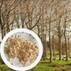 Павловния 9501 семена (50 шт) paulownia быстрорастущая морозостойкая для древесины - изображение 1